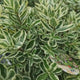 Hebe Andersonii Variegata Classica, arbust decorativ pitic cu flori mov-roz, frunzis tricolor, ideal pentru borduri si ghivece, rezistenta ridicata la frig si seceta