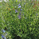 Salvie microphylla Blue Note, planta perena cu flori albastru Intens, Inflorire Indelungata