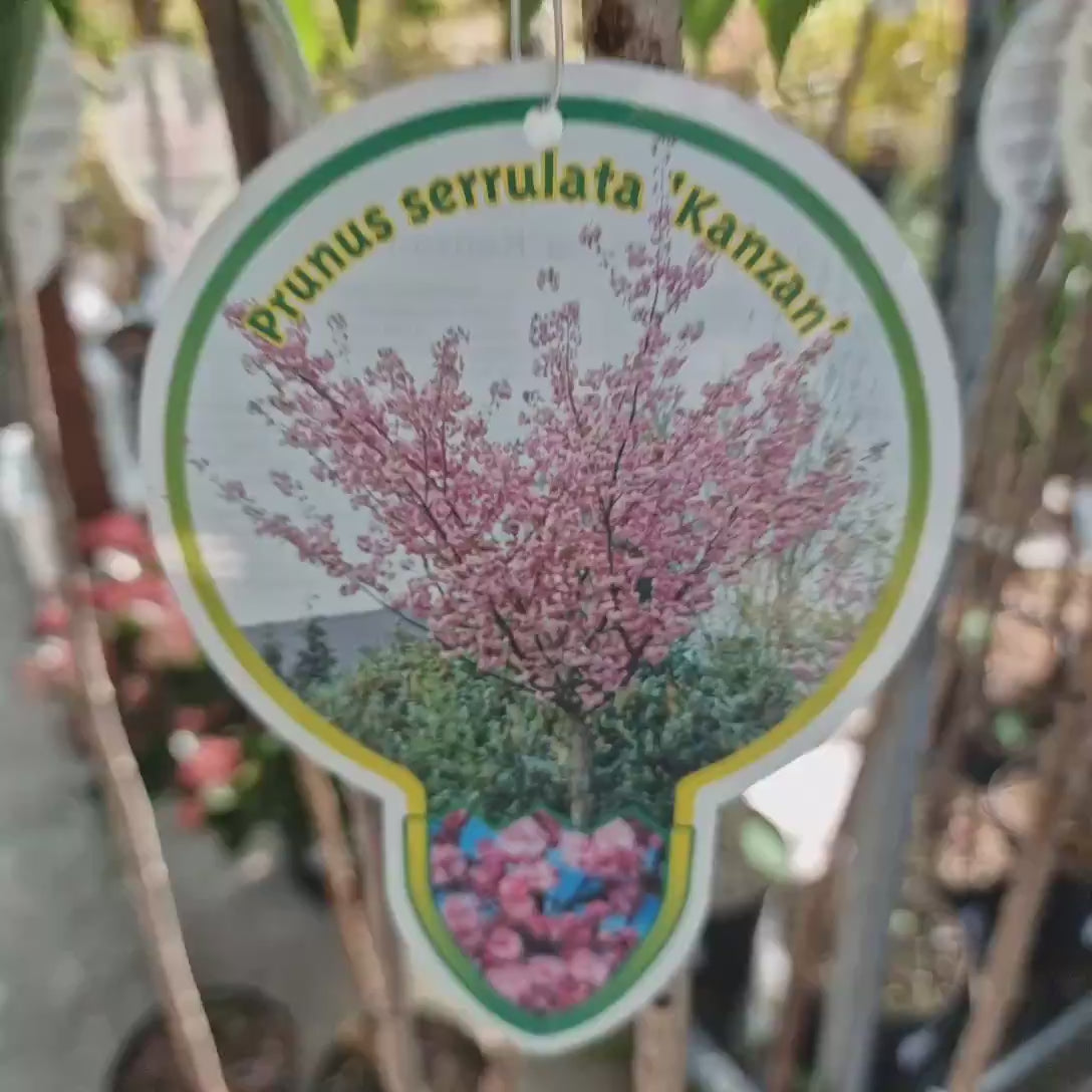Copac Sakura, Cires Japonez roz Kanzan,arbore ornamental cu flori duble roz, inflorire spectaculoasa de primavara, rezistent la ger