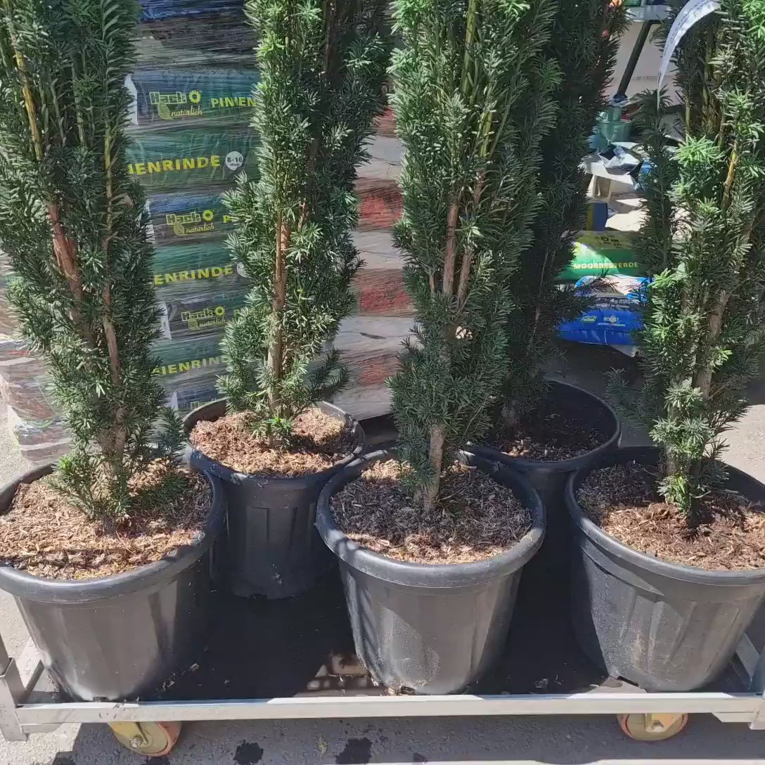 Tisa Columnar Robusta (Taxus Baccata), conifer vesnic verde pentru gard viu sau planta solitara