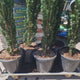 Tisa Columnar Robusta (Taxus Baccata), conifer vesnic verde pentru gard viu sau planta solitara