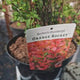 Dracila Berberis Japoneza Orange Rocket, arbust columunar cu frunze portocalii rosii pentru gard viu decorativ, ghiveci sau planta solitara