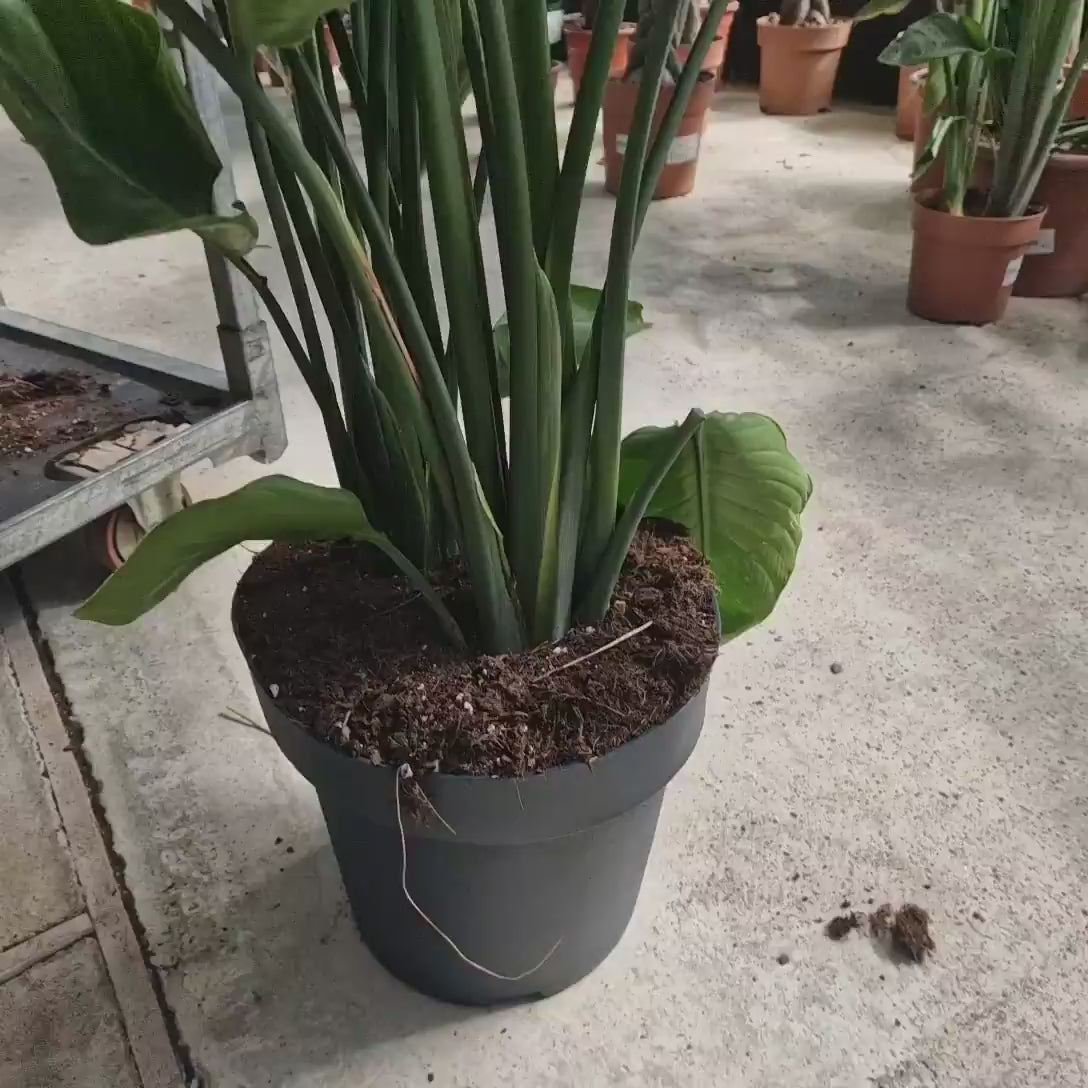 Strelitzia Nicolai, Pasarea alba a paradisului, 180 cm, planta exotica mare, cu frunzetropicale  uriase, decorative, pentru interior