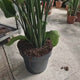 Strelitzia Nicolai, Pasarea alba a paradisului, 180 cm, planta exotica mare, cu frunzetropicale  uriase, decorative, pentru interior