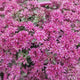 Iarba Grasa (Sedum) Spot On Deep Rose, Inflorescente bogate roz intens, planta perena decorativa, rezistenta la seceta