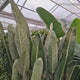 Strelitzia Reginae, 180-190 cm, Pasarea Paradisului, planta exotica mare cu frunze uriase tropicale decorative pentru interior