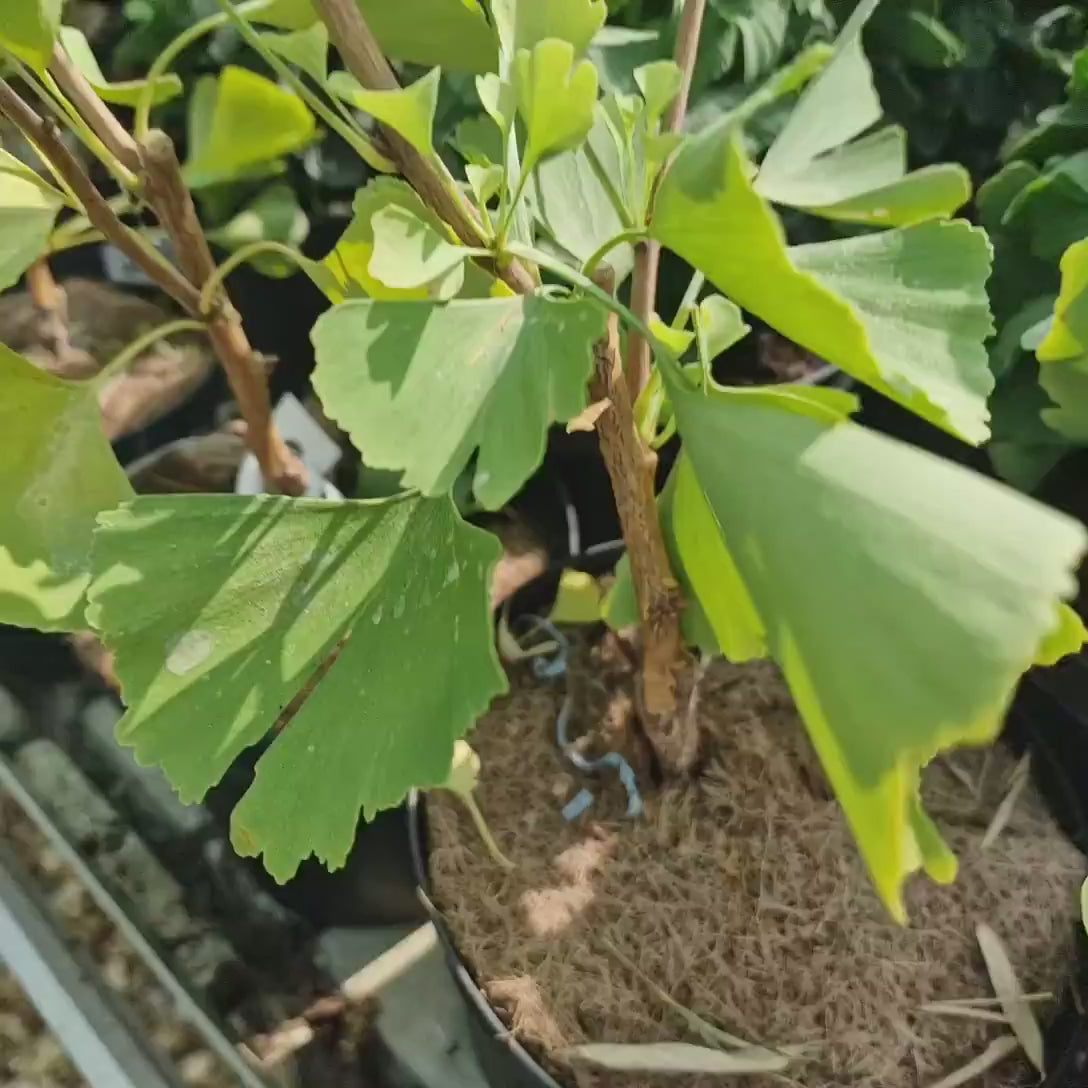 Arborele Pagodelor Columnar Blagon (Ginkgo Biloba), arbore antic, specie unica, frunzis galben intens toamna, forma columnara