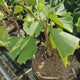 Arborele Pagodelor Columnar Blagon (Ginkgo Biloba), arbore antic, specie unica, frunzis galben intens toamna, forma columnara