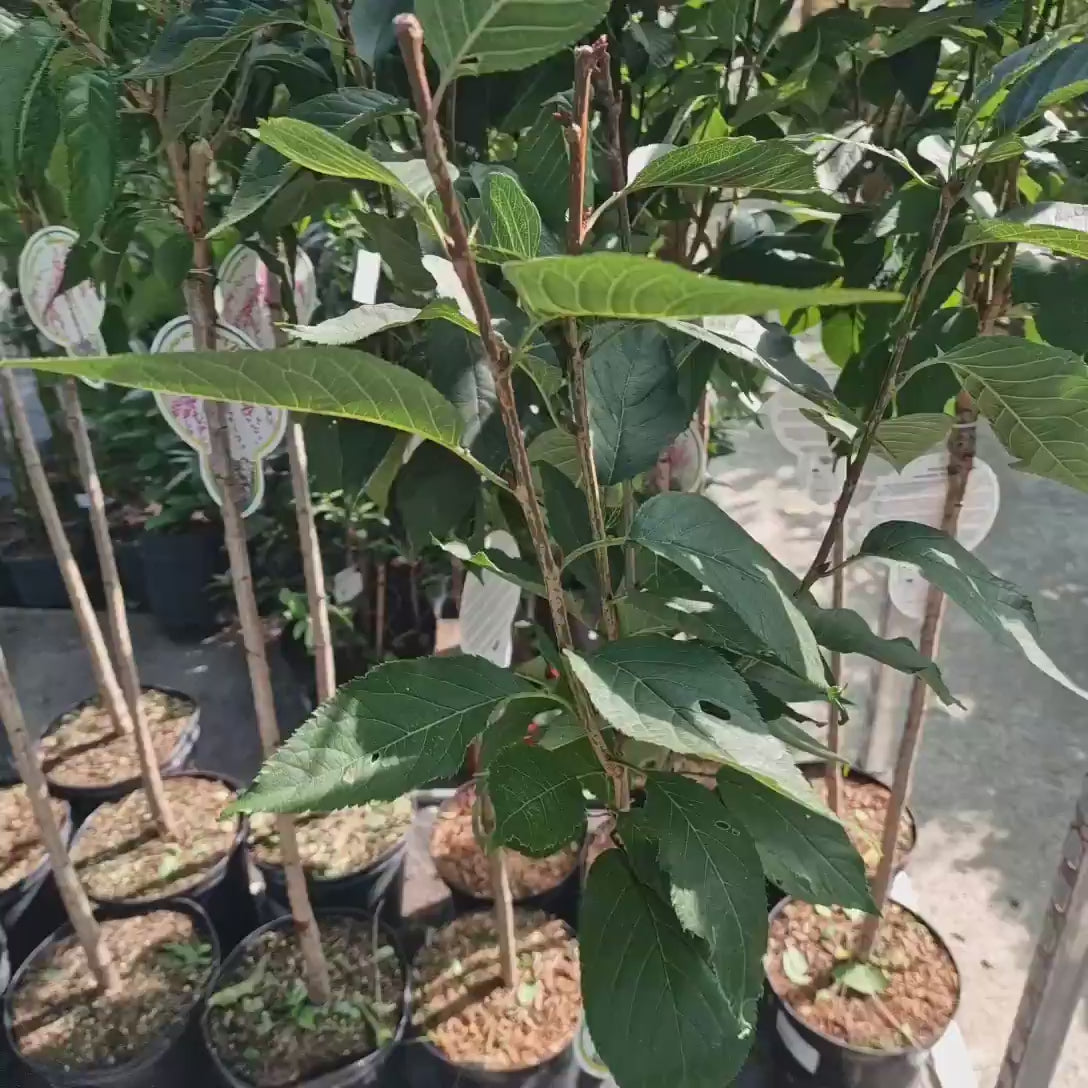 Copac Sakura, Cires Japonez roz Kanzan,arbore ornamental cu flori duble roz, inflorire spectaculoasa de primavara, rezistent la ger