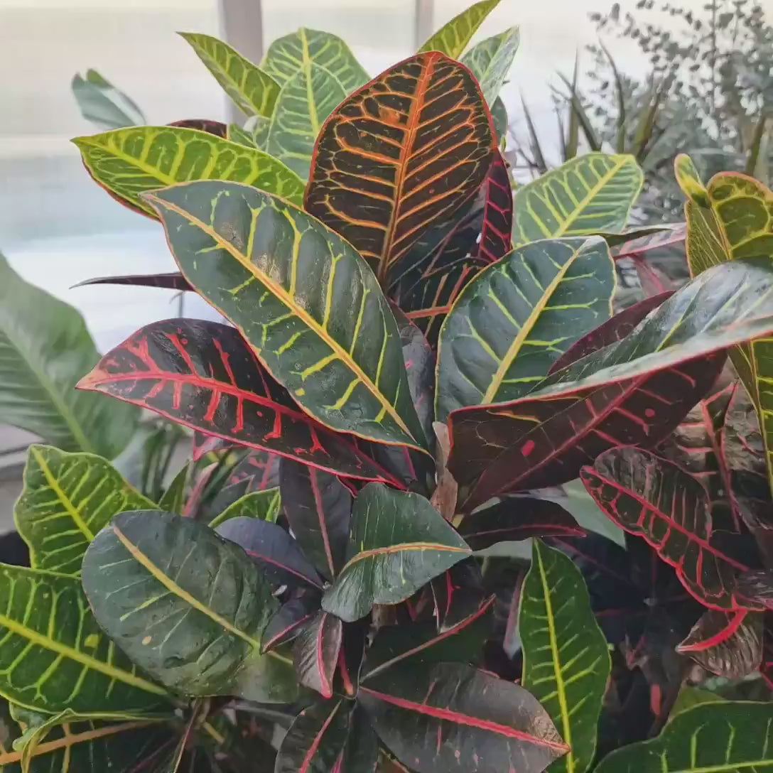 Croton Codiaeum Variegatum Petra, 150 cm, planta de apartament exotica cu frunze verzi rosii portocalii