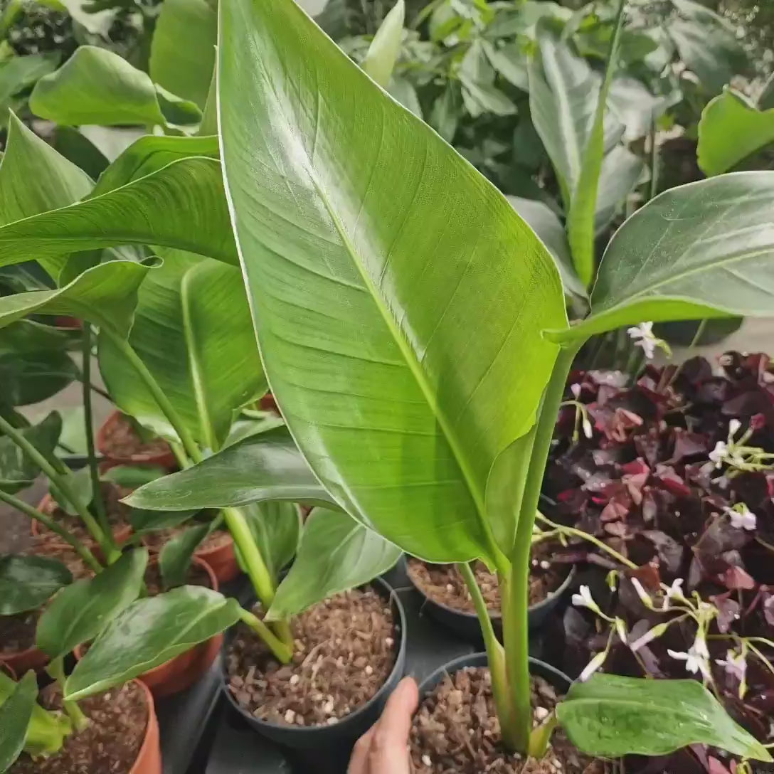 Strelitzia Nicolai, Pasarea alba a paradisului, 50 cm, planta exotica mare cu frunze tropicale uriase, decorative, pentru interior