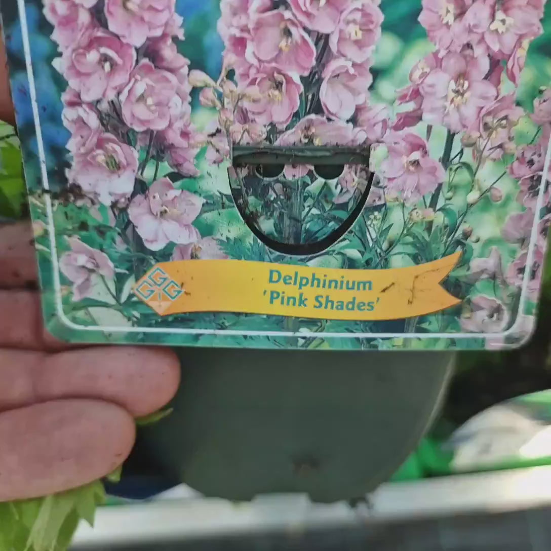 Nemtisor (Delphinium) Magic Fountain Pink Shade, planta perena cu flori roz pastel pe tije inalte, delphinium decorativ pentru gradini romantice