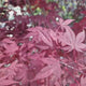 Artar Japonez Rosu Bloodgood, cu frunzis rosu-purpuriu, decorativ, crestere rapida, premiat, gradina sau ghiveci