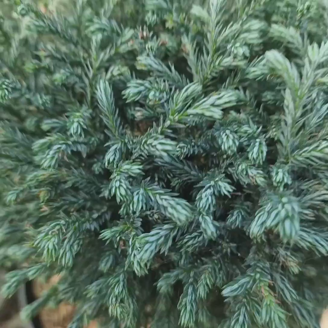 Chiparos Globular Blue Moon (Chamaecyparis pisifera) conifer albastru sferic, vesnic verde, pitic