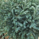 Chiparos Globular Blue Moon (Chamaecyparis pisifera) conifer albastru sferic, vesnic verde, pitic