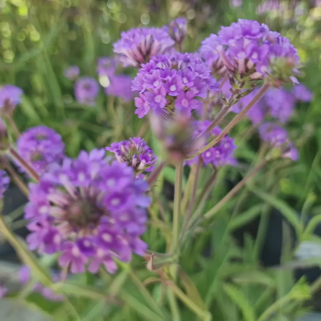 Verbena rigida, planta perena cu flori mov, atrage fluturii, crestere rapida, planta autofertila