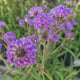 Verbena rigida, planta perena cu flori mov, atrage fluturii, crestere rapida, planta autofertila