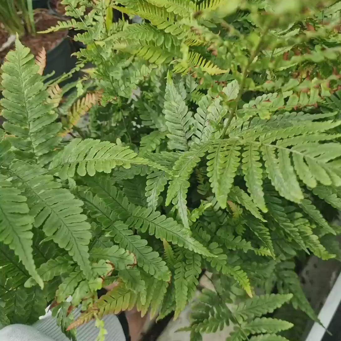 Feriga de Gradina (Dryopteris Erythrosora), decorativa cu frunze bronz-verzui pentru umbra si semiumbra
