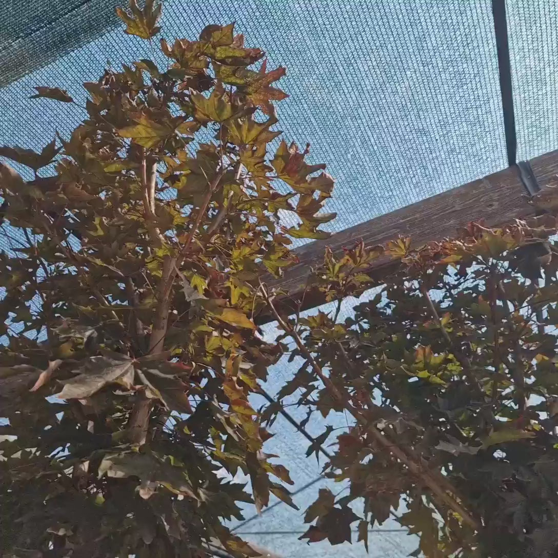 Artar Rosu Norvegian Crimson Sentry (Acer Platanoides), artar rosu columnar decorativ, frunze purpurii, rezistent la frig