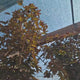 Artar Rosu Norvegian Crimson Sentry (Acer Platanoides), artar rosu columnar decorativ, frunze purpurii, rezistent la frig