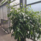 Ficus Benjamina Exotica, 180 cm, Tip Copac, cu Tulpina Impletita