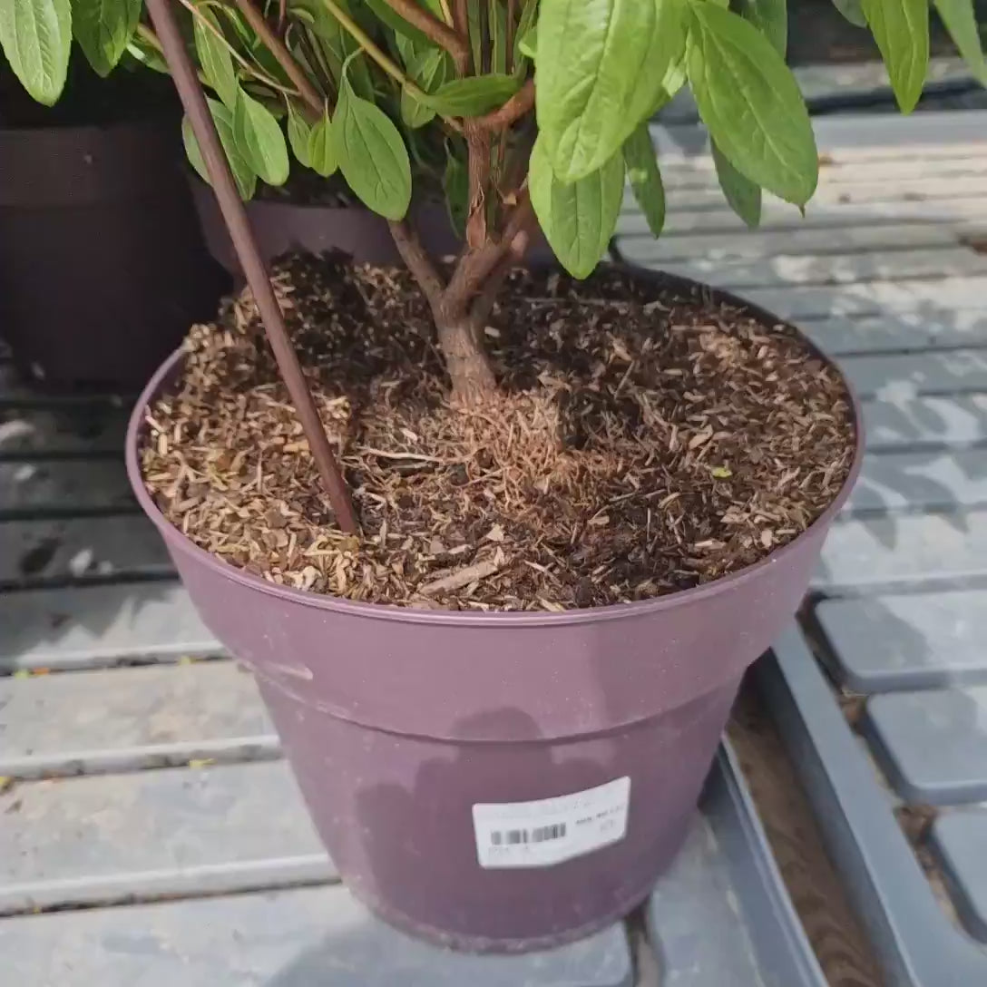 Liliac californian Marie Simon (Ceanothus), arbust decorativ vesnic verde cu flori roz parfumate, planta solitara sau gard viu