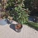 Salcie mirositoare (Elaeagnus ebbingei) Compacta, arbust vesnic verde decorativ, frunzis verde-argintiu, gard viu rezistent si compact