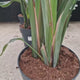 Strelitzia Nicolai, Pasarea alba a paradisului, 160-180 cm, planta exotica mare cu frunze uriase tropicale decorative pentru interior