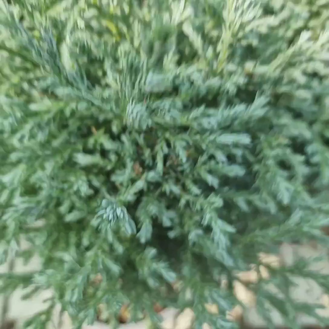Chiparos Albastru (chamaecyparis pisifera) Baby Blue,, vesnic Verde, frunzis fin albastru-argintiu