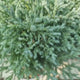 Chiparos Albastru (chamaecyparis pisifera) Baby Blue,, vesnic Verde, frunzis fin albastru-argintiu
