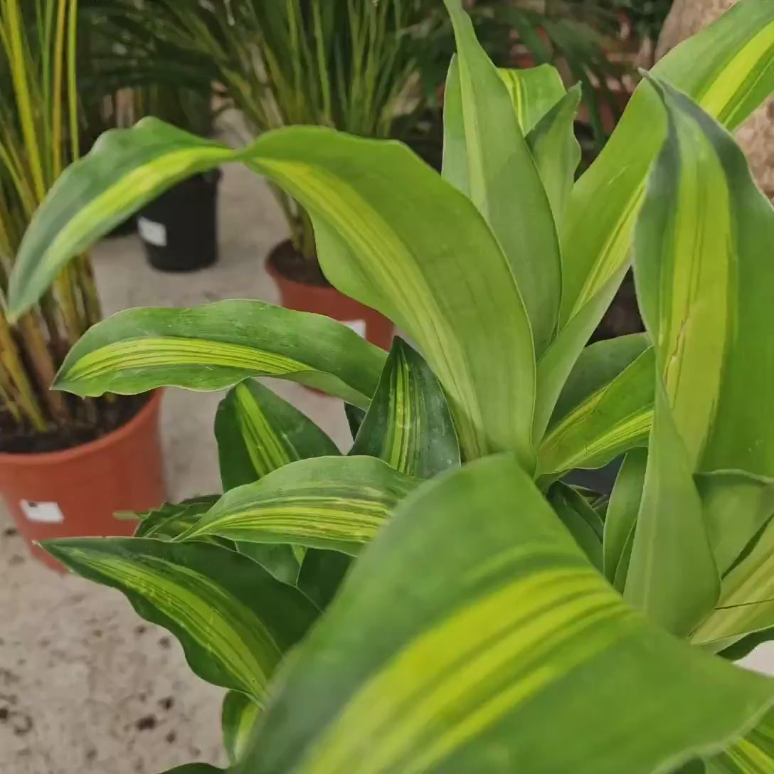 Trunchiul Fericirii (Dracena) Massangeana Bonsai, 70 cm cu tulpini multiple, planta tropicala spectaculoasa