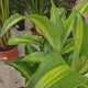 Trunchiul Fericirii (Dracena) Massangeana Bonsai, 70 cm cu tulpini multiple, planta tropicala spectaculoasa