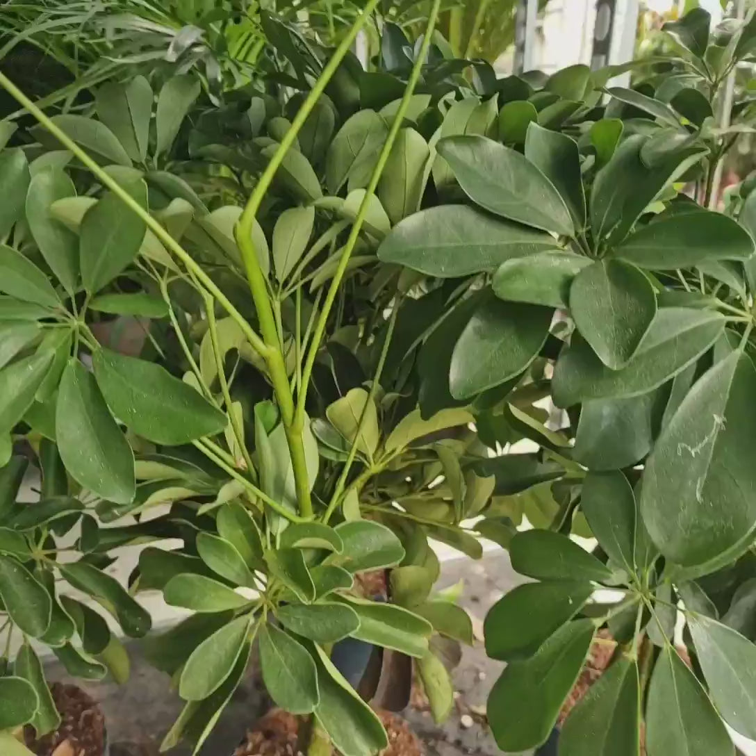 Palmierul Umbrela (Schefflera) Compacta ,60-70 cm, planta de interior decorativa cu tulpina impletita, frunze lucioase verzi, usor de ingrijit,