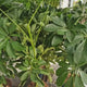 Palmierul Umbrela (Schefflera) Compacta ,60-70 cm, planta de interior decorativa cu tulpina impletita, frunze lucioase verzi, usor de ingrijit,