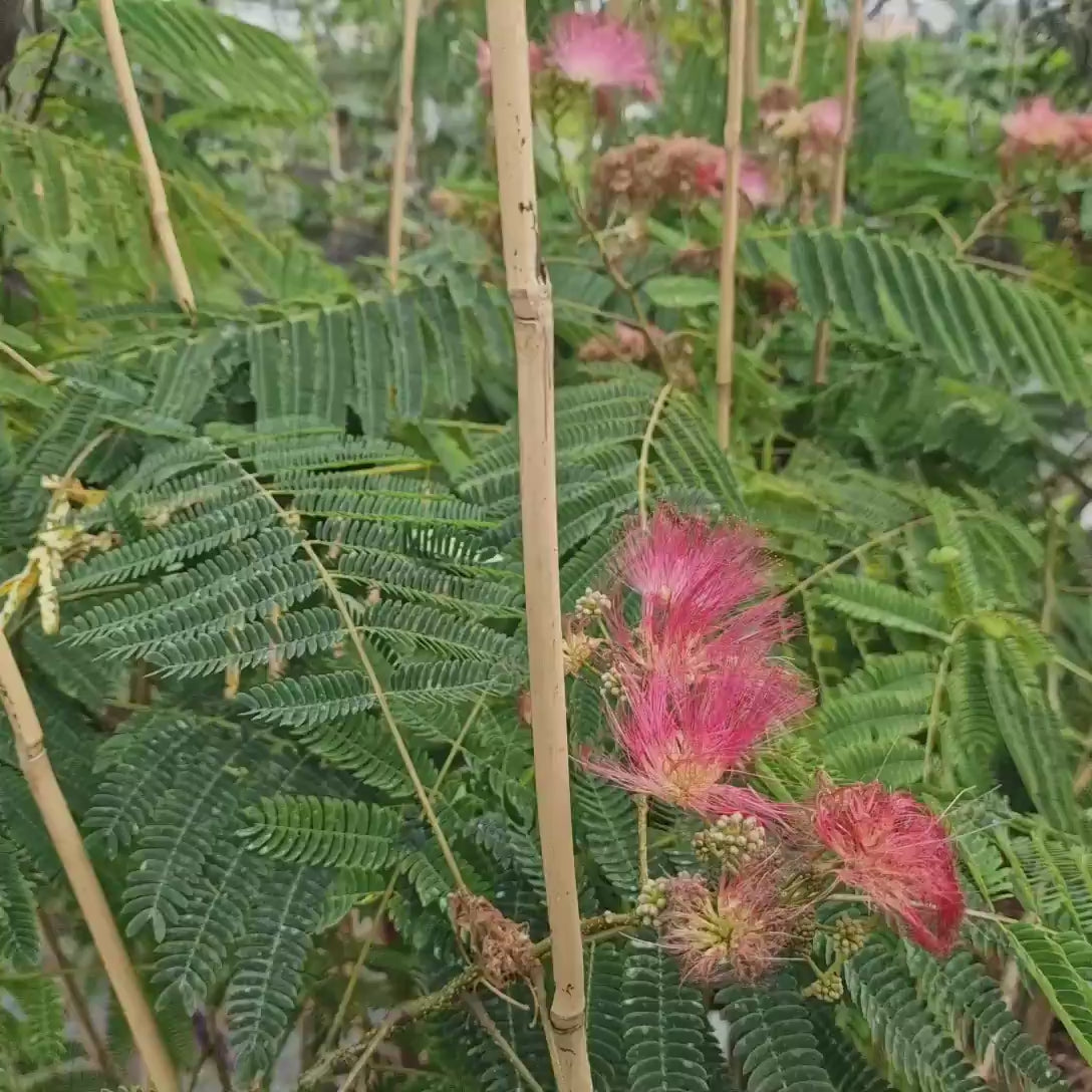 Arborele de Matase Albizia Ombrella, cu flori roz parfumate, crestere rapida