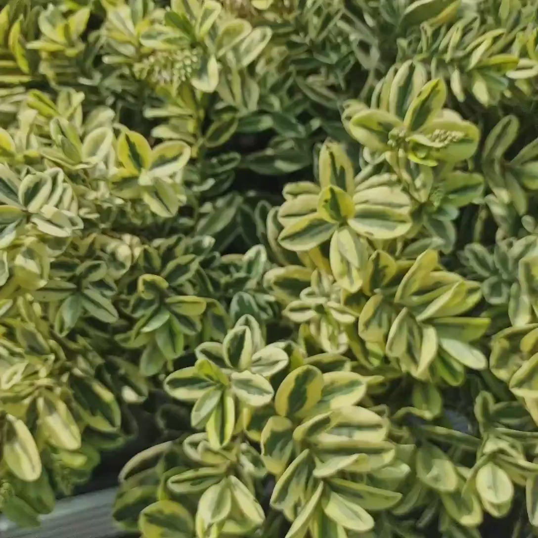 Hebe Andersonii Variegata, arbust decorativ pitic cu flori mov-roz, frunzis tricolor, ideal pentru borduri si ghivece, rezistenta ridicata la frig si seceta