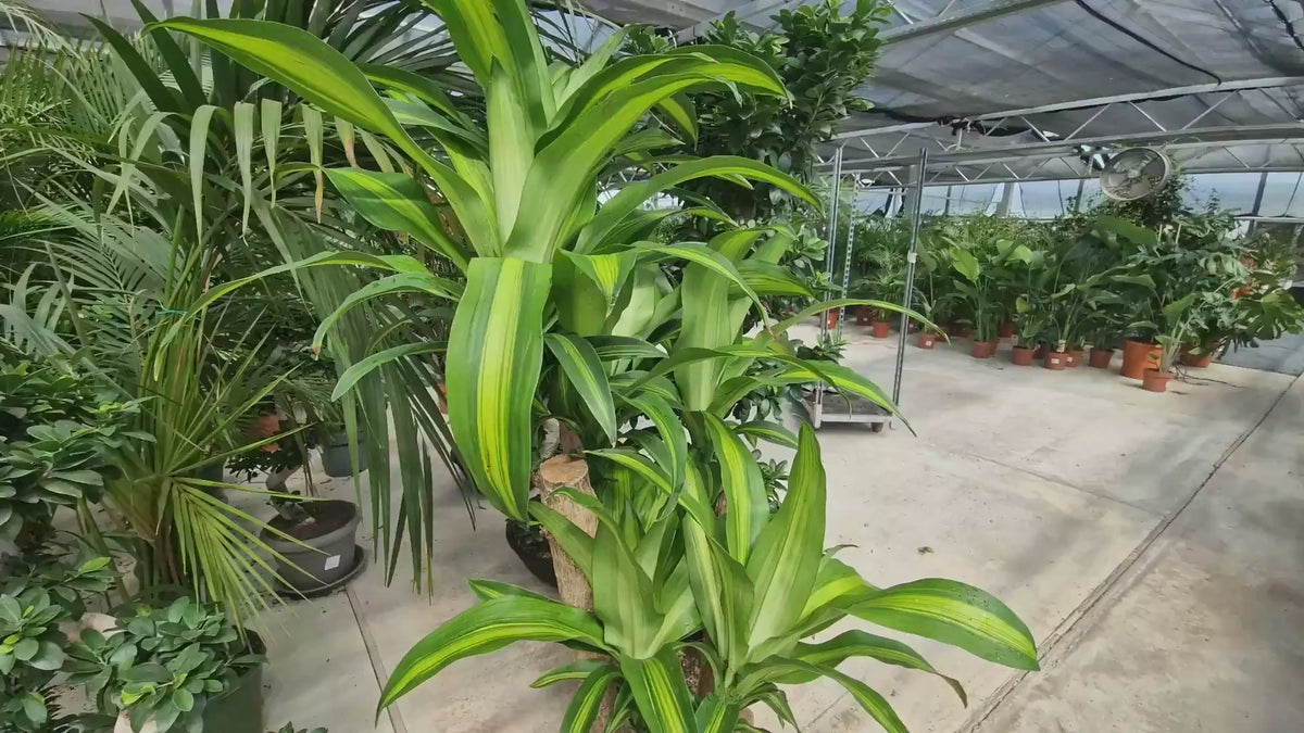 Trunchiul Fericirii (Dracena) Massangeana, 170 cm, tulpini multiple, planta tropicala spectaculoasa, unicat