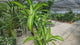 Trunchiul Fericirii (Dracena) Massangeana, 170 cm, tulpini multiple, planta tropicala spectaculoasa, unicat