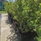 Afin Duke (Vaccinium corymbosum), afin american productiv, fructe mari, coacere timpurie, an 6 pe rod - 150 cm