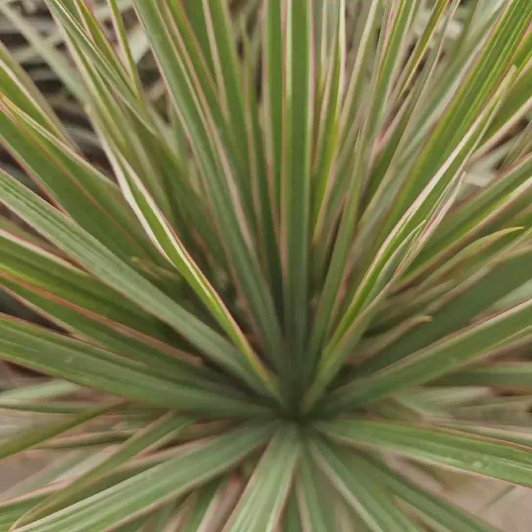 Trunchiul Fericirii (Dracena) Bicolor, 120 cm cu 3 tulpini, planta de interior cu frunze verzi si margini rosii