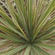 Trunchiul Fericirii (Dracena) Bicolor, 120 cm cu 3 tulpini, planta de interior cu frunze verzi si margini rosii