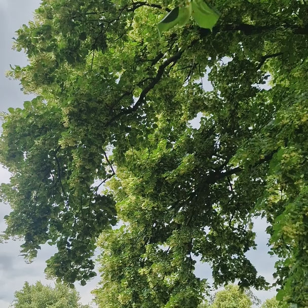 Tei cu Frunza Mica (Tilia Cordata) Greenspire - Mirositor