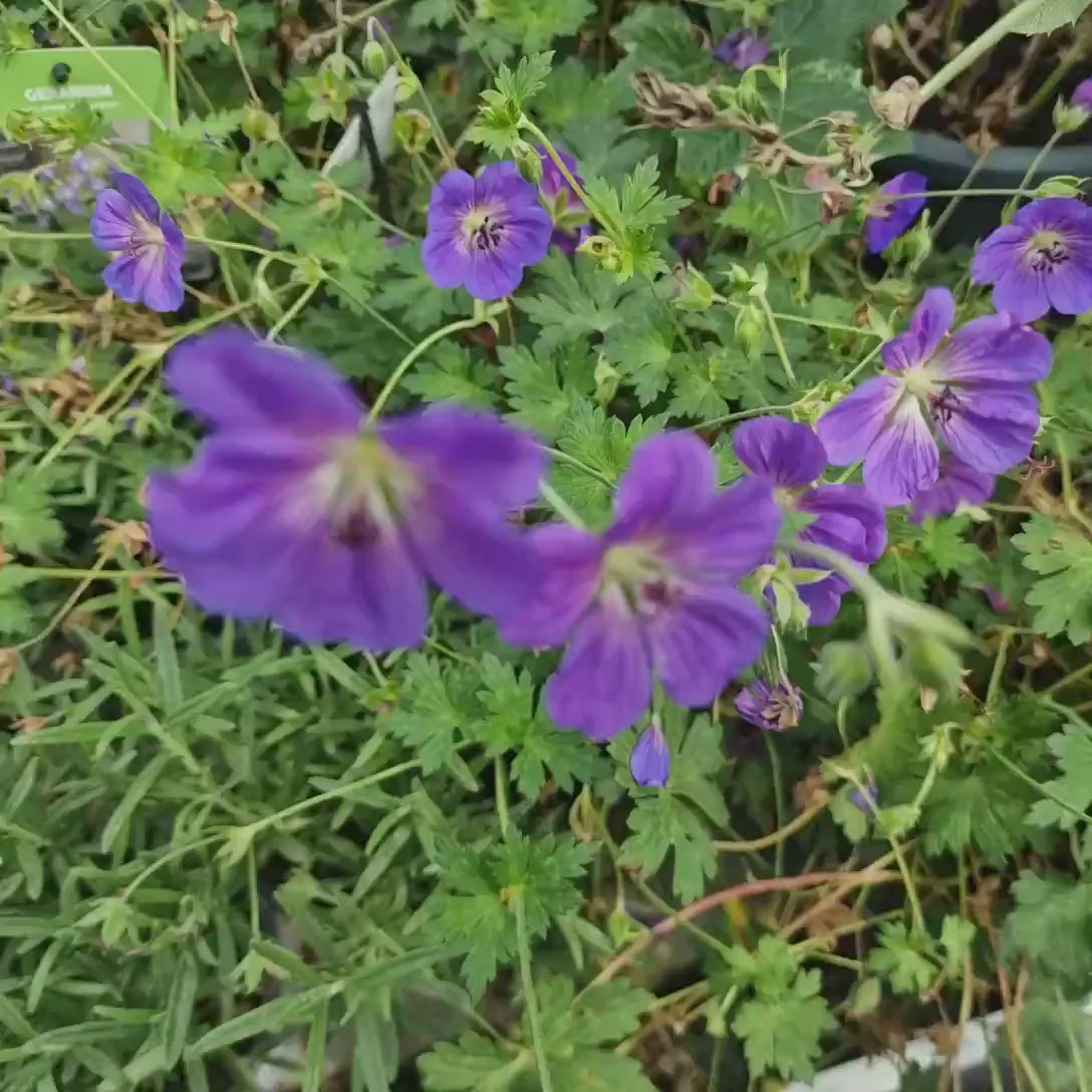 Ciocul Berzei Geranium Bloom me away, tarator, flori albastru-violet, acoperire rapida sol