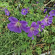Ciocul Berzei Geranium Bloom me away, tarator, flori albastru-violet, acoperire rapida sol