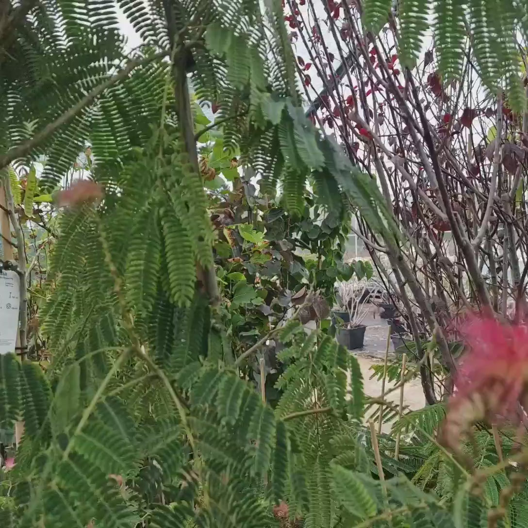 Arborele de Matase Albizia Ombrella, cu flori roz parfumate, crestere rapida