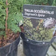 Tuia Occidentalis Degroot Spire, forma conica ingusta, pentru gradini mici, crestere rapida