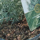 Chiparos de Arizona, conifer vesnic verde albastru-argintiu, port columnar, crestere rapida, miros foarte aromatic
