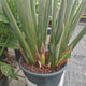 Pasarea Paradisului Strelitzia Reginae, 80 cm, planta exotica mare cu frunze uriase tropicale decorative pentru interior