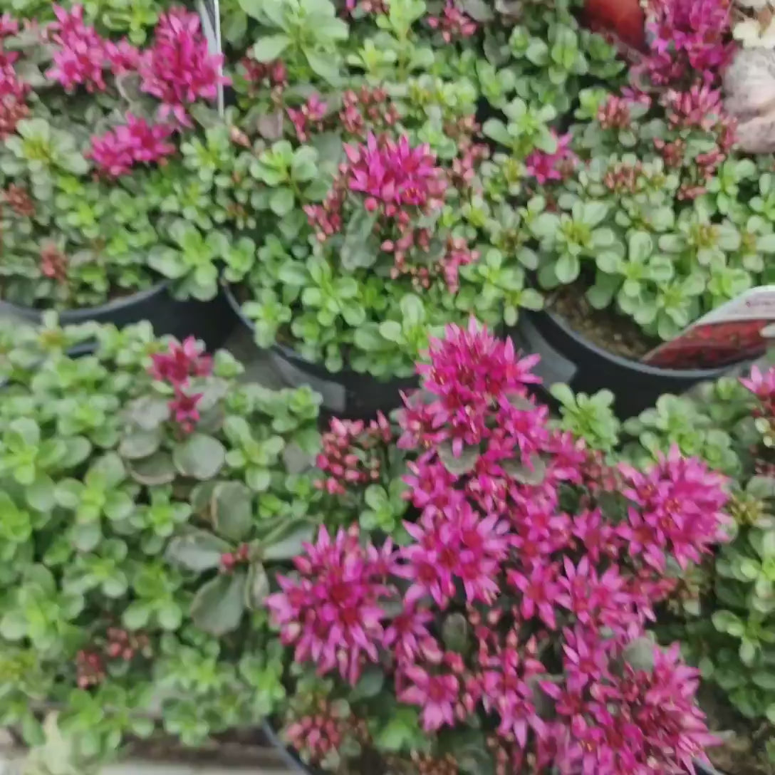 Iarba Grasa (Sedum) Spot On Deep Rose, Inflorescente bogate roz intens, planta perena decorativa, rezistenta la seceta