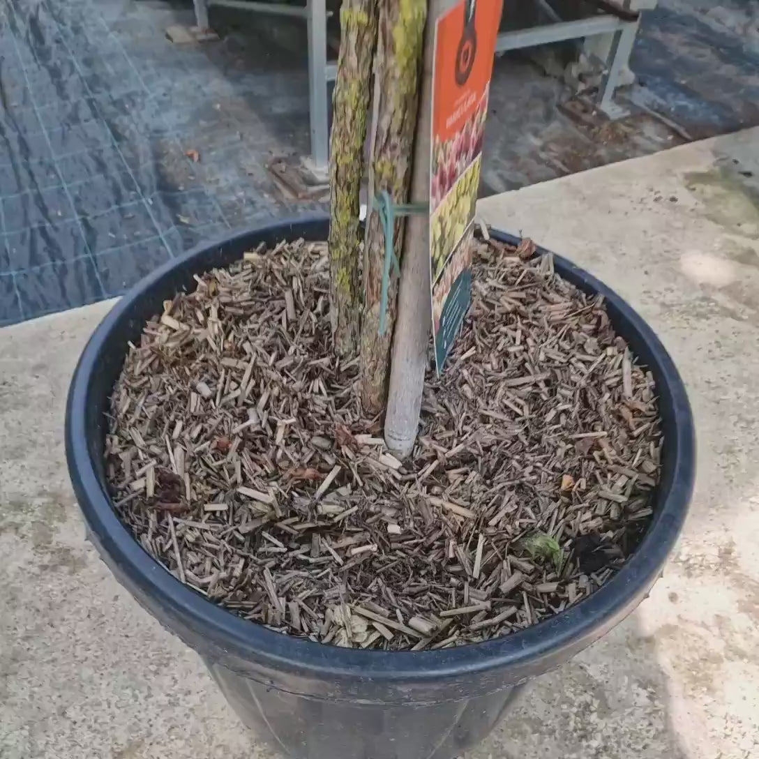 Hortensie paniculata Vanille Fraise – alb-roz – tip copac